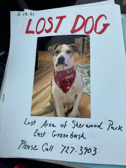 Image of KC, Lost Dog