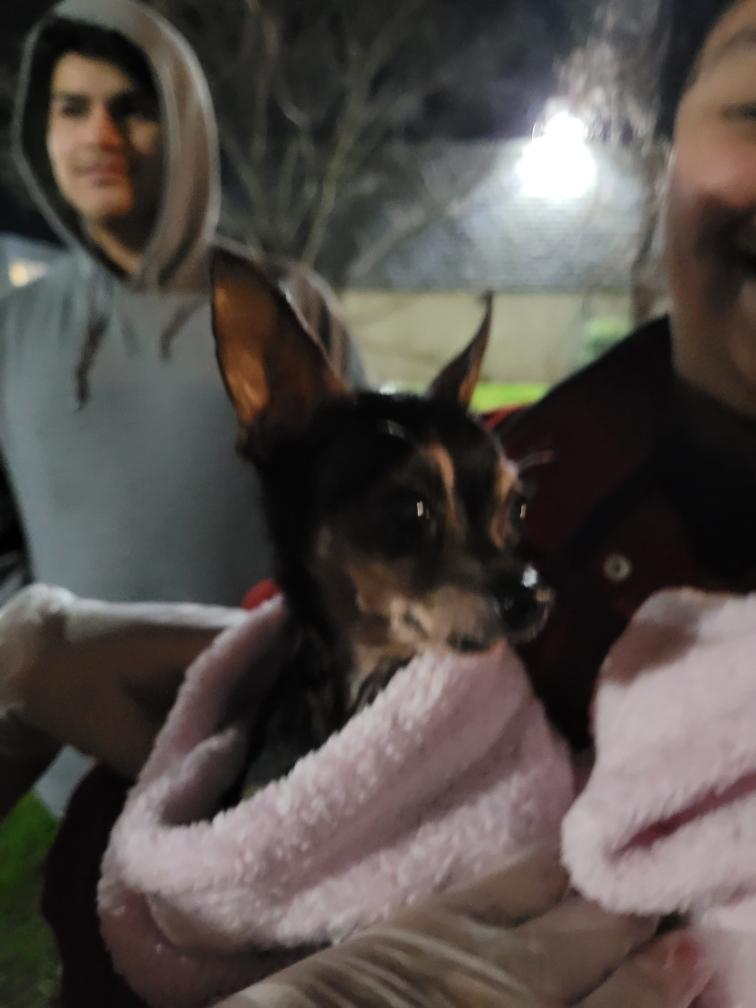 Image of Small Chihuahua, Found Dog