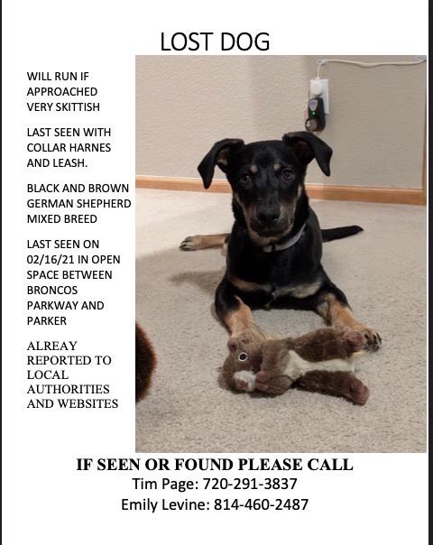 Image of Hickory, Lost Dog