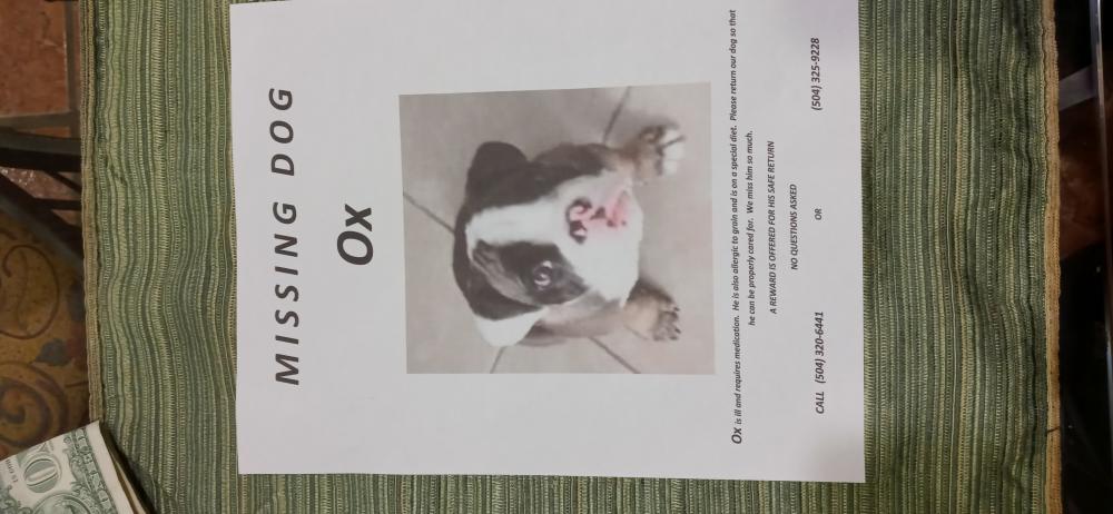 Image of Ox, Lost Dog