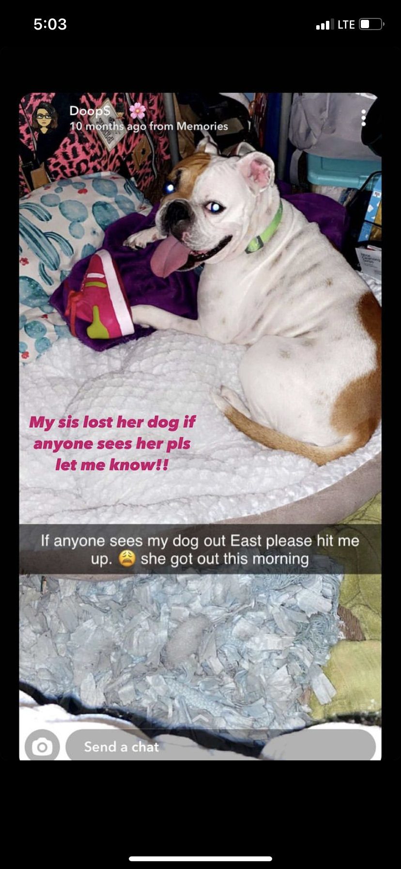 Image of Camilla, Lost Dog