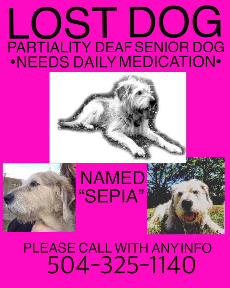 Image of Sepia, Lost Dog