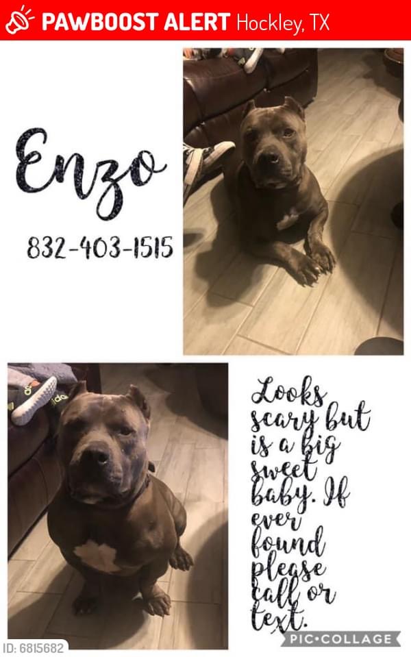 Image of Enzo, Lost Dog