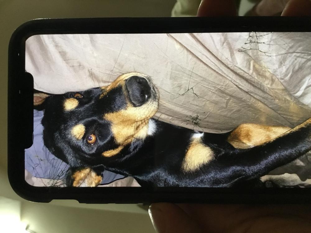 Image of Reck, Lost Dog