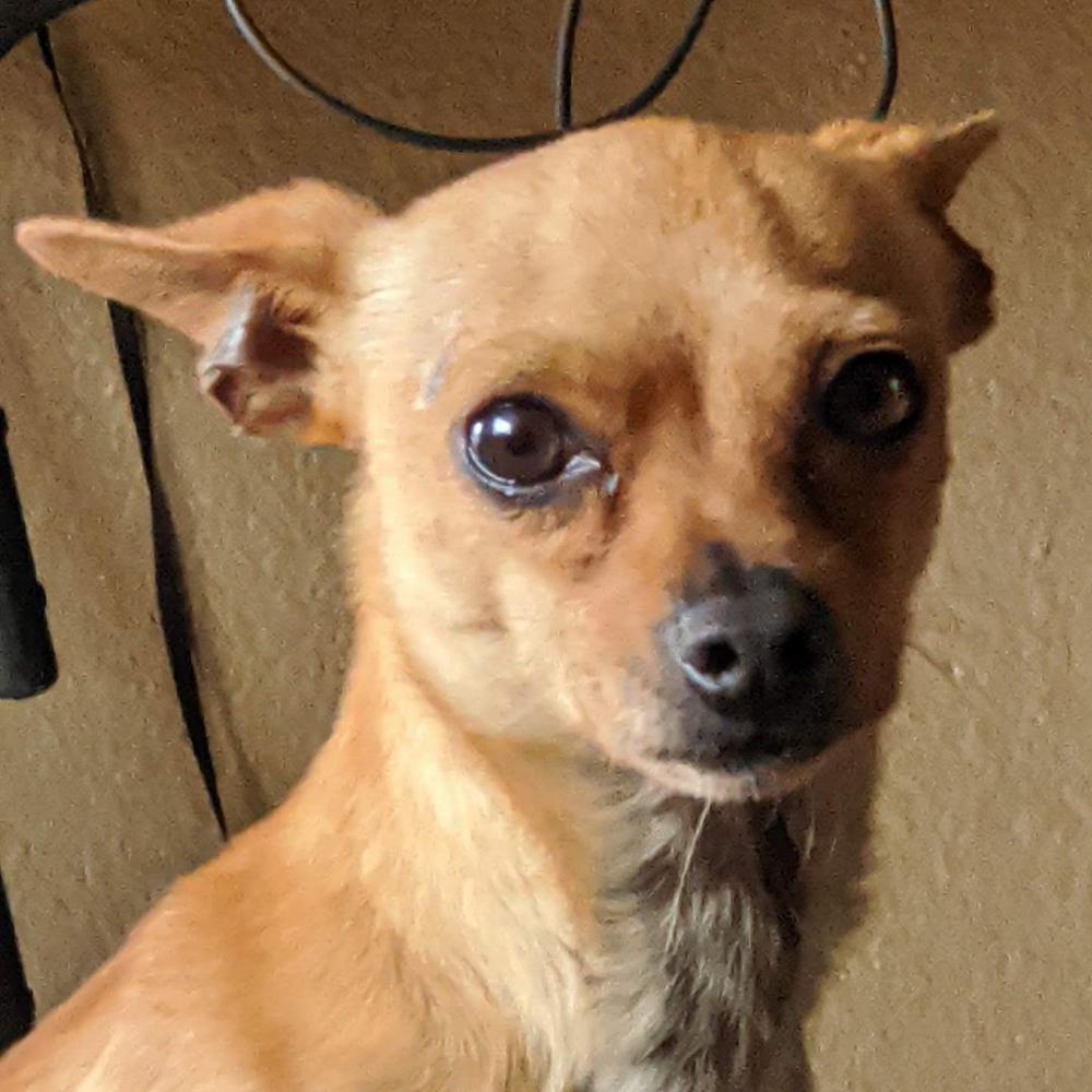 Image of chiquilin, Lost Dog