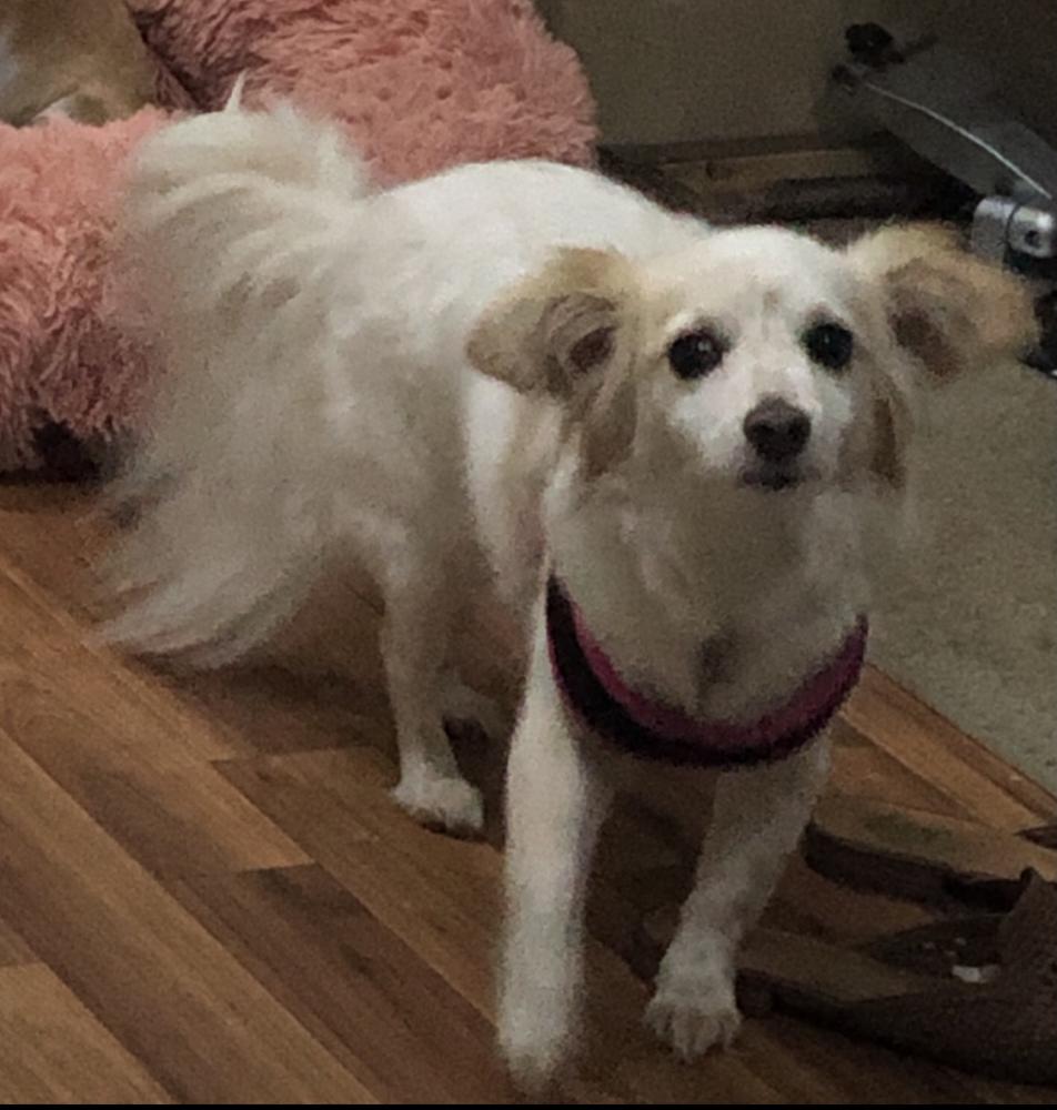 Image of Anabelle, Lost Dog
