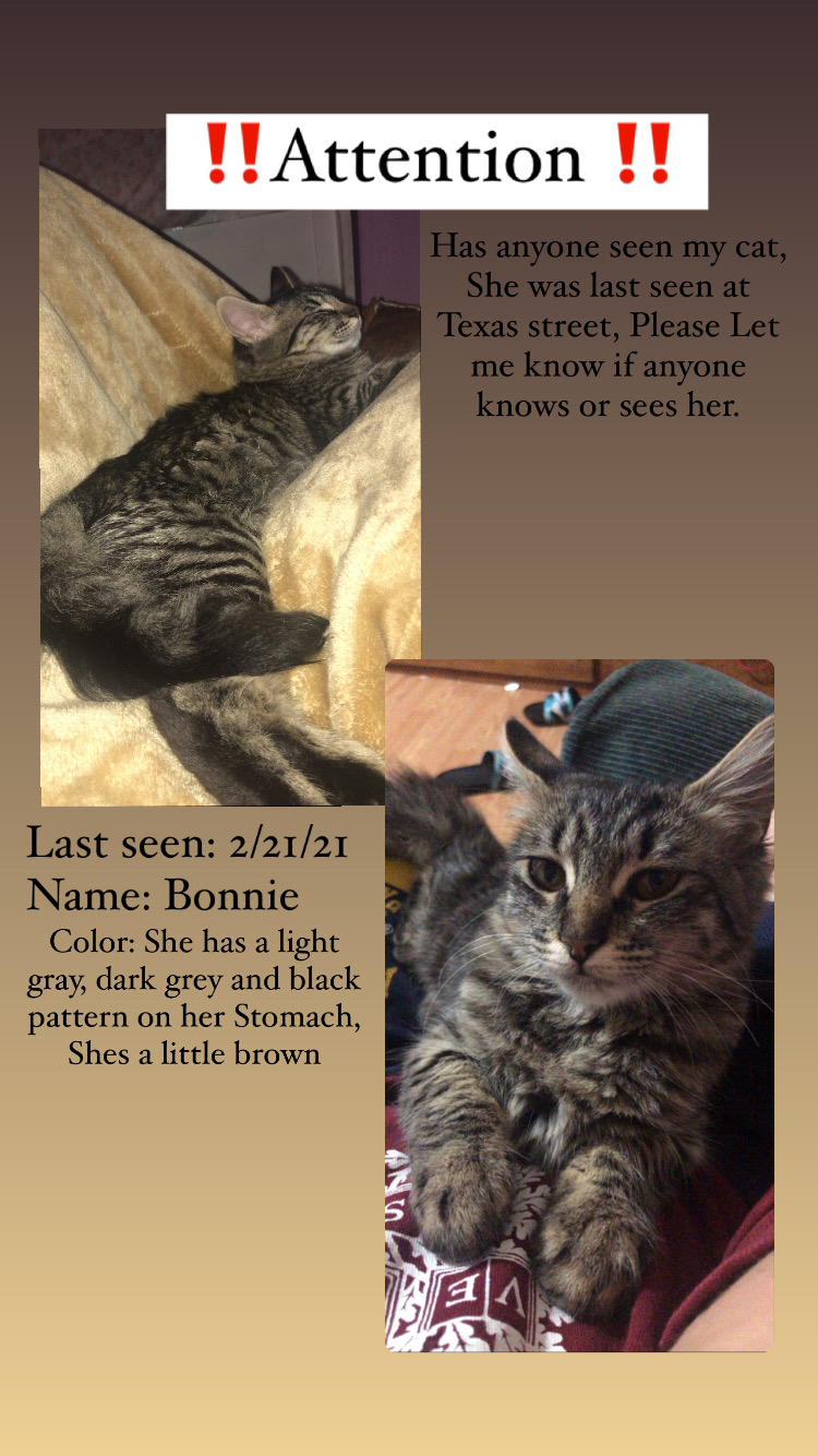 Image of Bonnie, Lost Cat