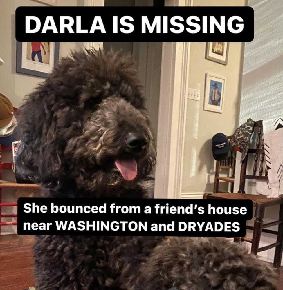 Image of Darla, Lost Dog