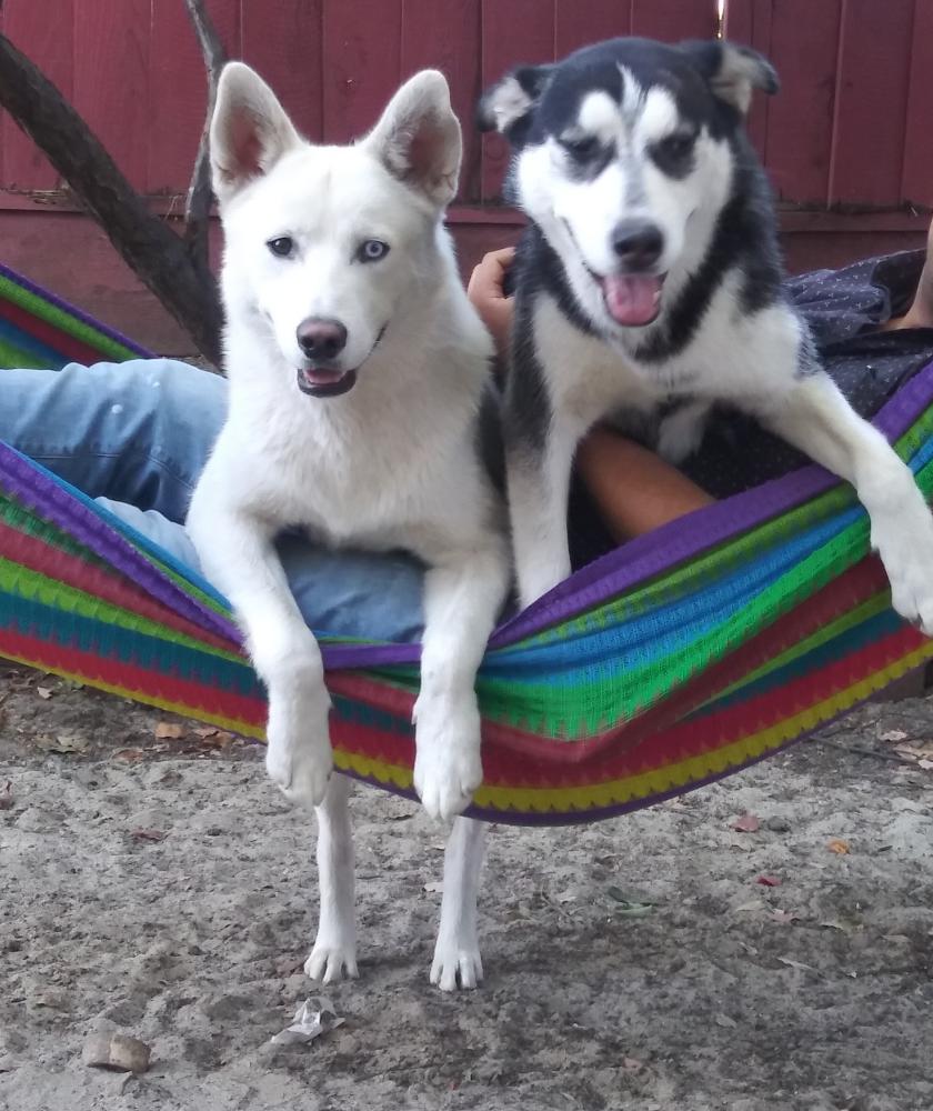 Lost Dog Siberian Husky in SAN JOSE, CA - Lost My Doggie