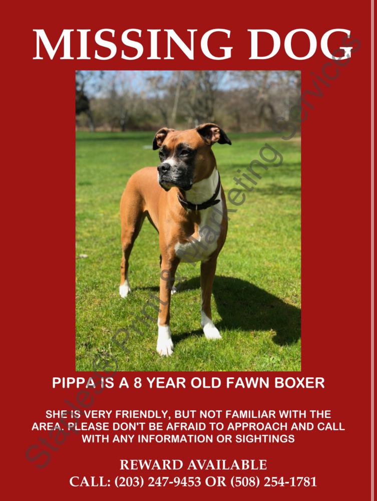 Image of Pippa, Lost Dog