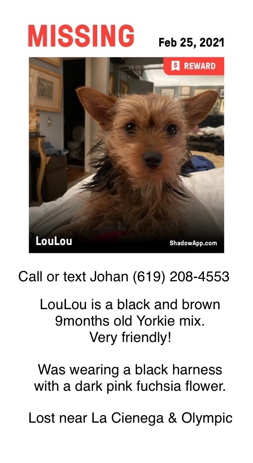 Image of LouLou, Lost Dog