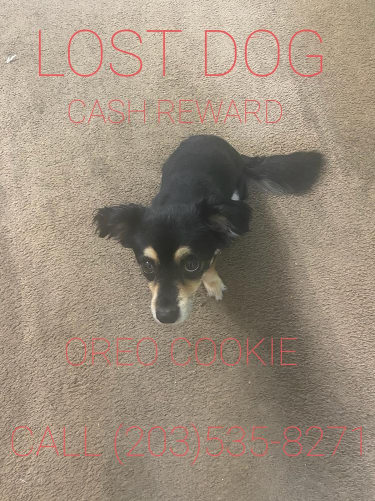 Image of Cookie or Oreo, Lost Dog