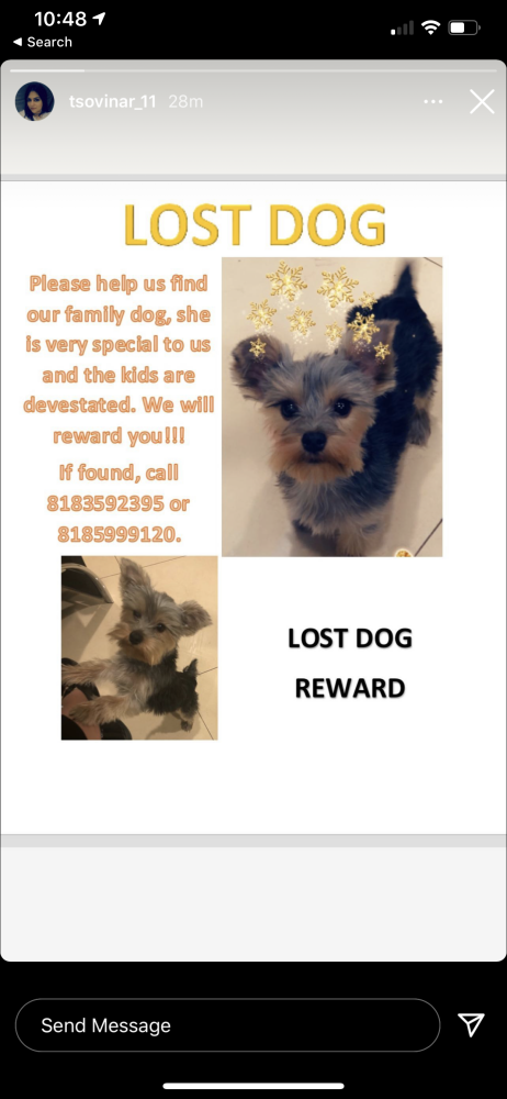 Image of Lexie, Lost Dog