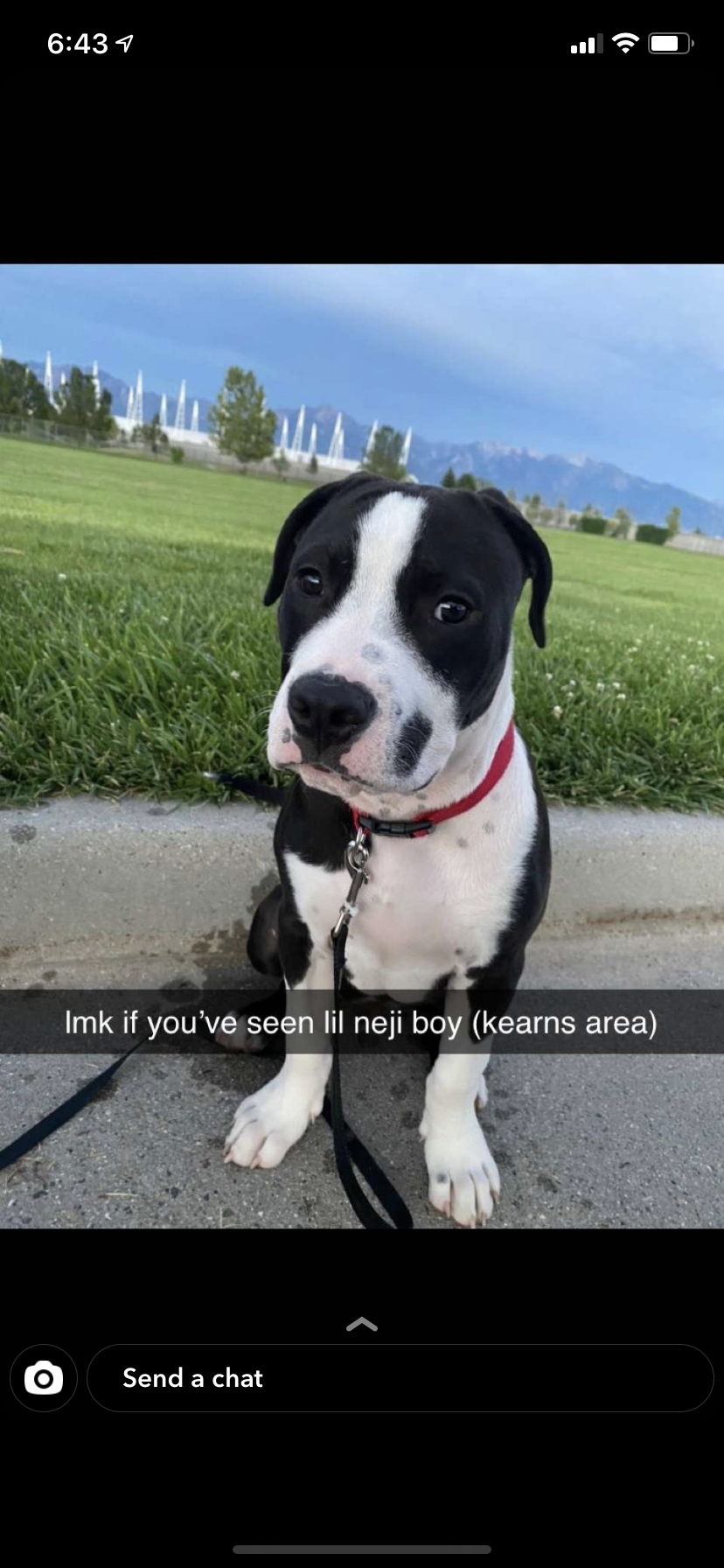 Image of Neji, Lost Dog