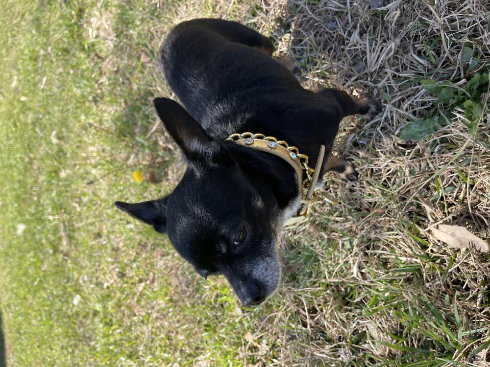 Image of Black chihuahua, Found Dog