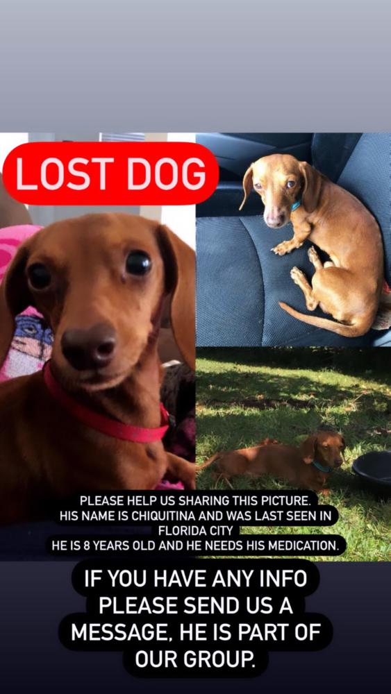 Image of Chiquitin, Lost Dog