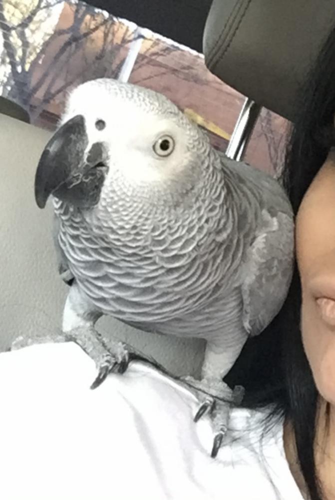 Image of Cookie, Lost Bird