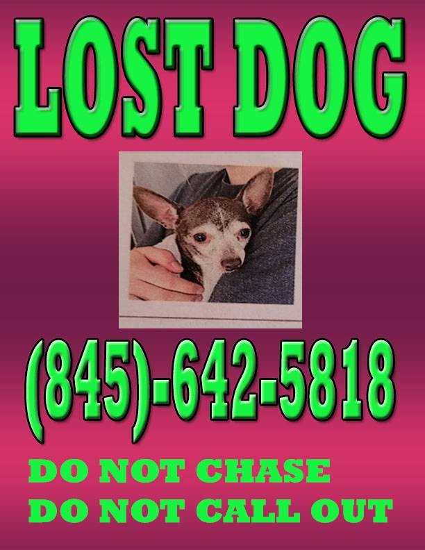 Image of Do not call out do n, Lost Dog