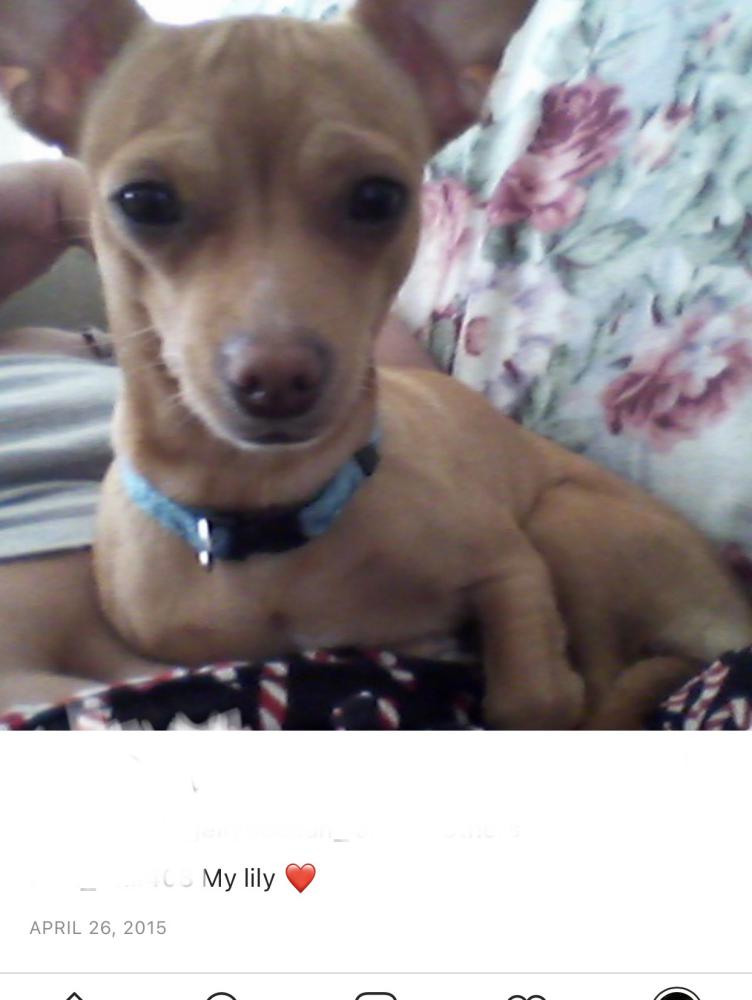 Image of Lily- not registered, Lost Dog