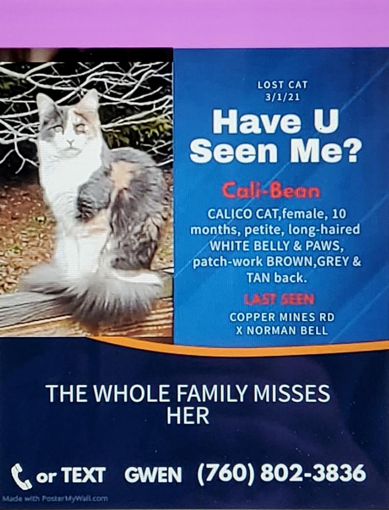 Image of Cali-Bean, Lost Cat