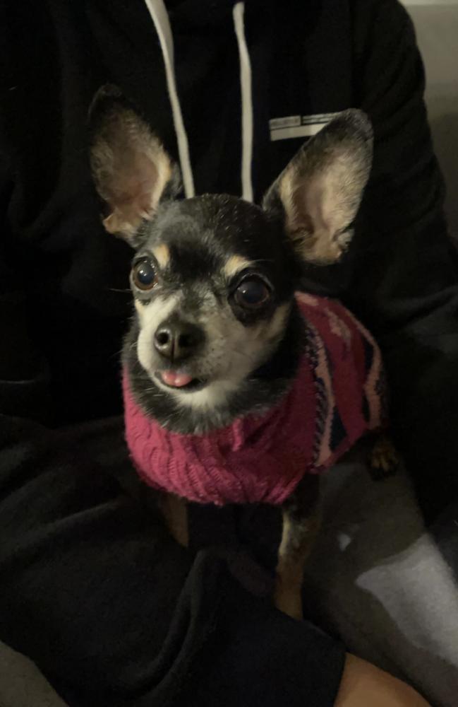 Image of Ellie May, Lost Dog