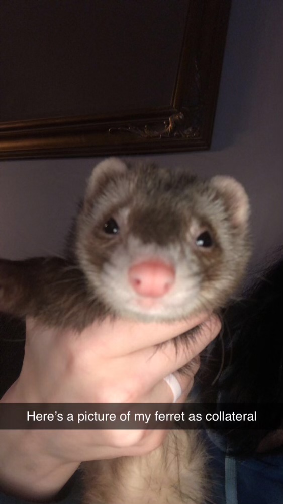 Image of Baby, Lost Ferret