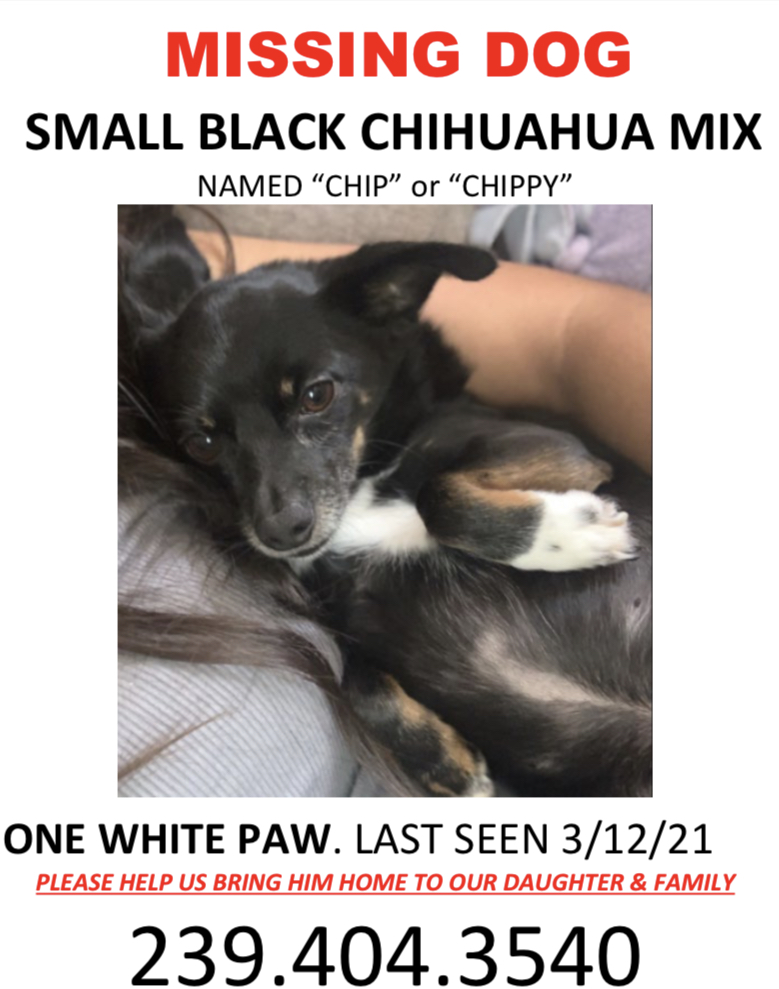 Image of Chip, Lost Dog