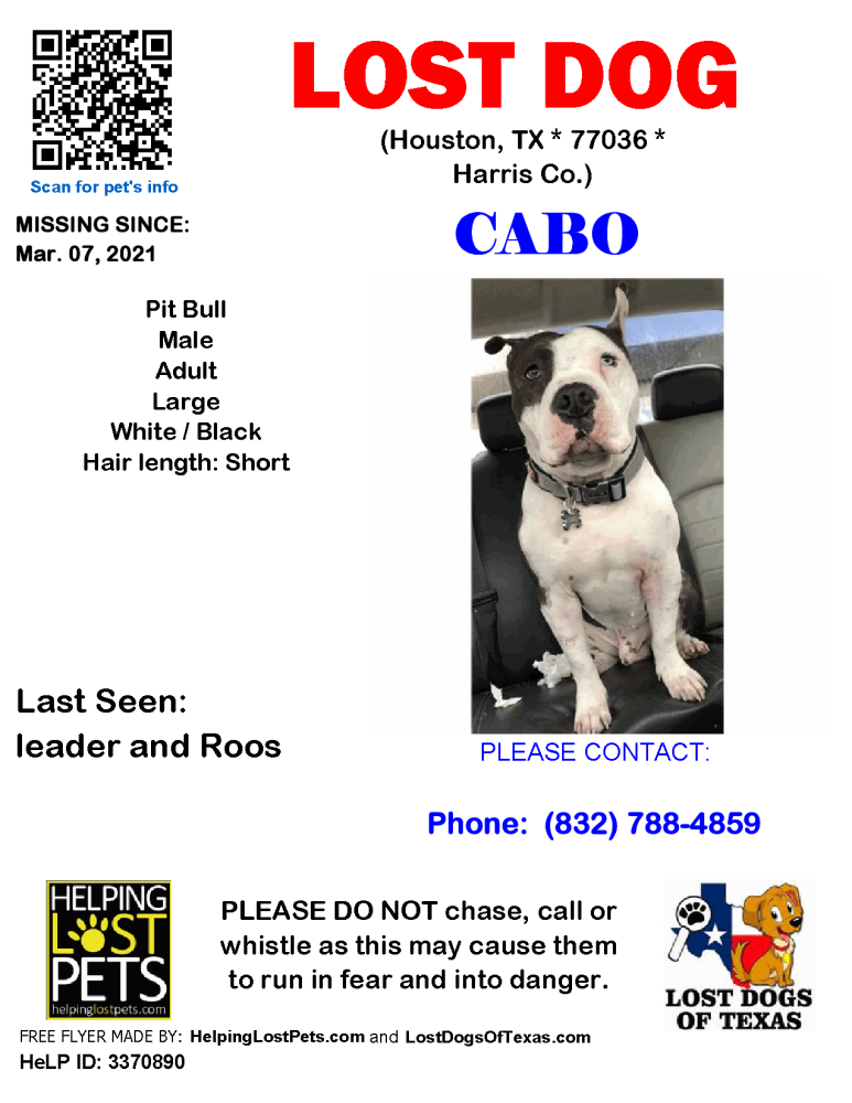 Image of Cabo, Lost Dog