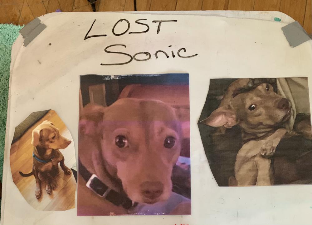 Image of Sonic, Lost Dog
