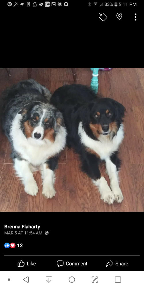 Image of Lucy and Hank, Lost Dog