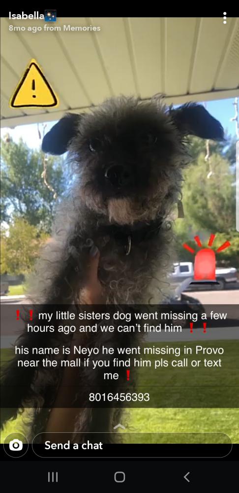 Image of Neyo, Lost Dog