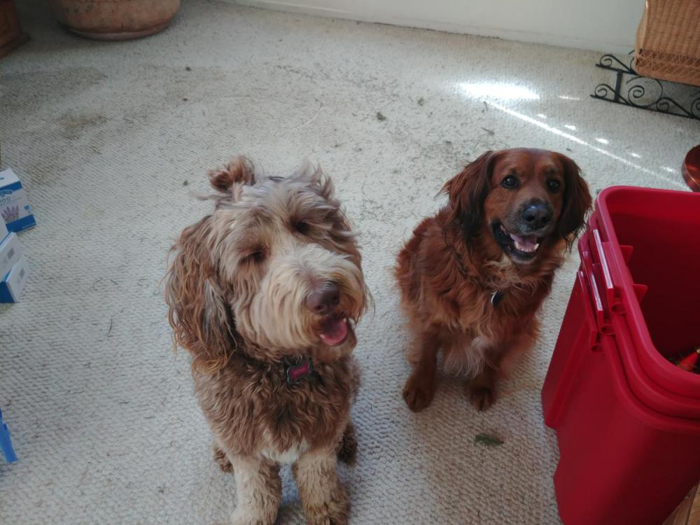 Image of Xena and Cagney, Lost Dog