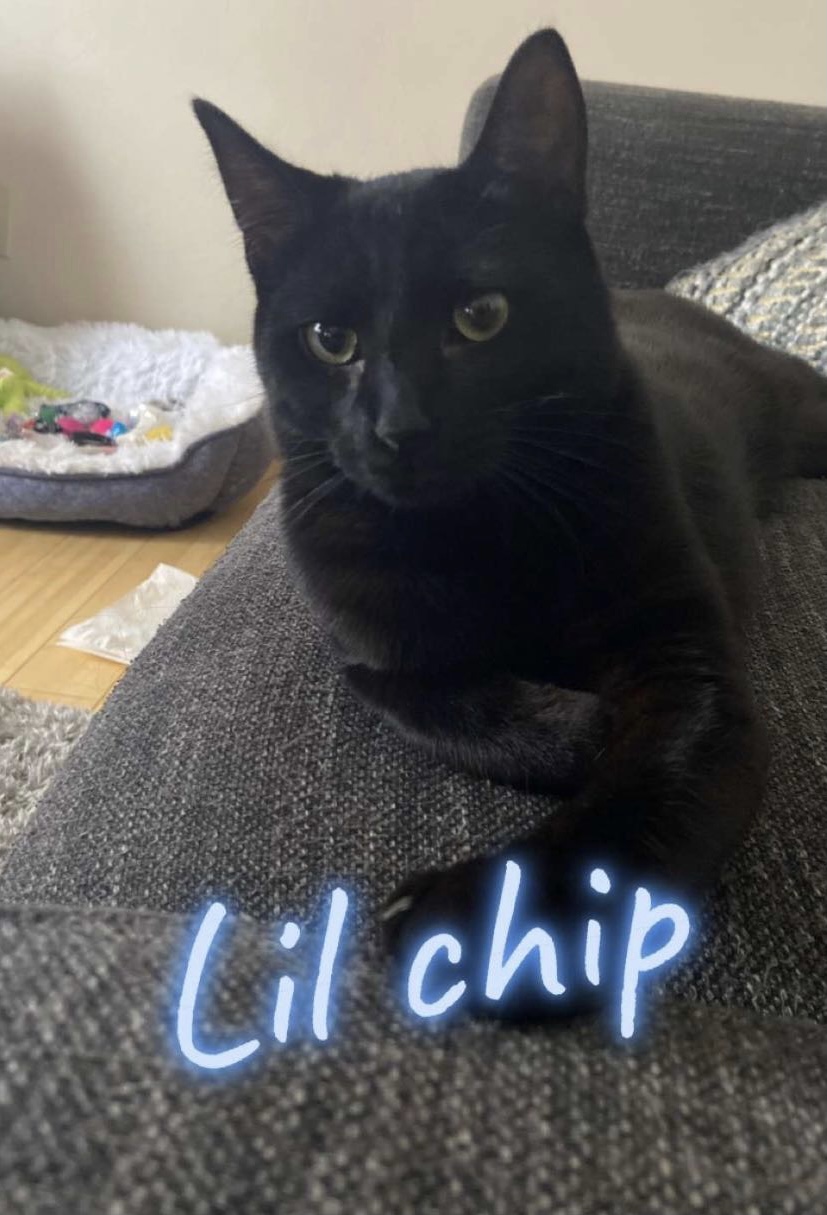 Image of Lil chip, Lost Cat