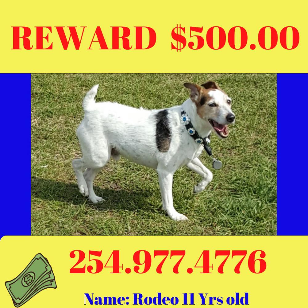 Image of Rodeo, Lost Dog