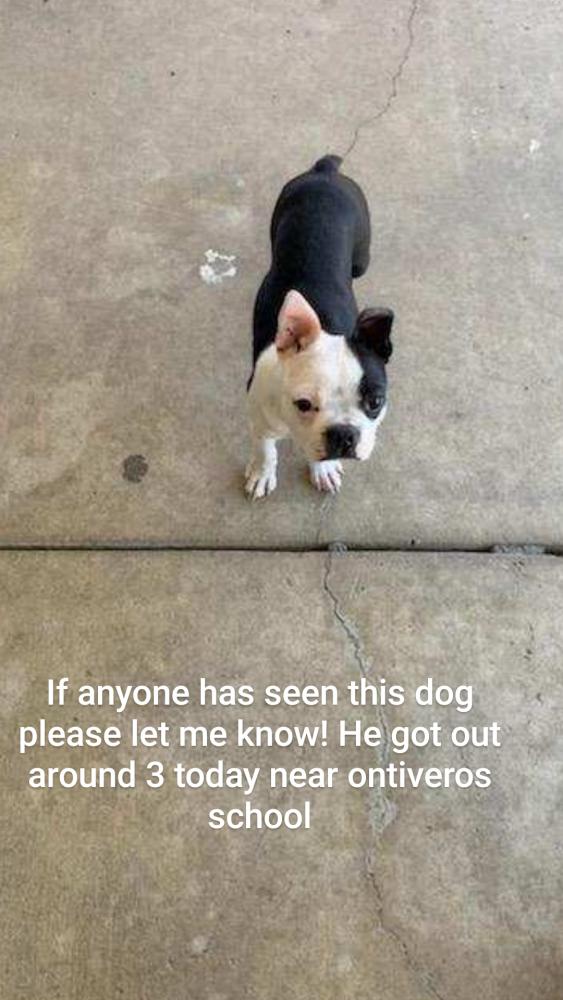 Image of Rocky, Lost Dog
