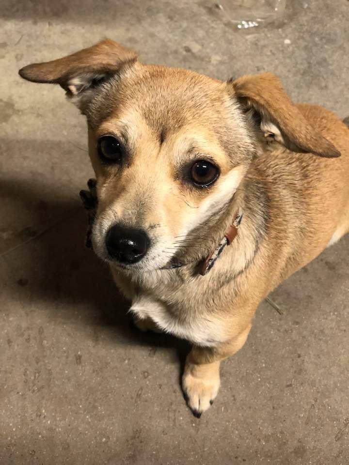 Image of Sister, Lost Dog
