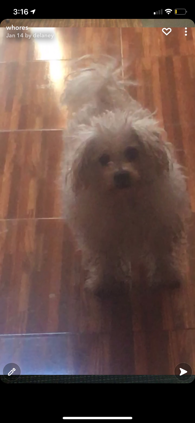 Image of Chici, Lost Dog