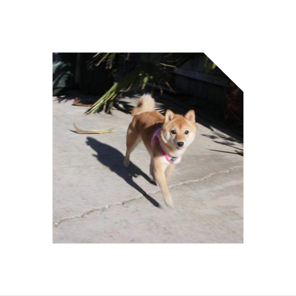 Image of Suki, Lost Dog