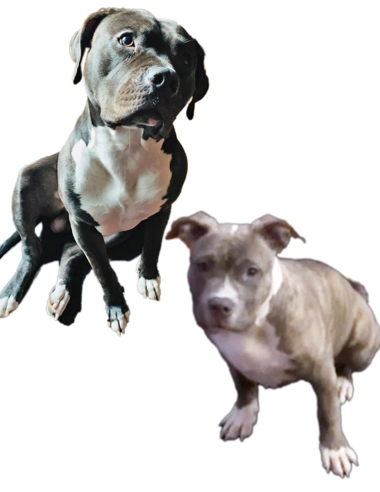 Image of Champ and Mija, Lost Dog
