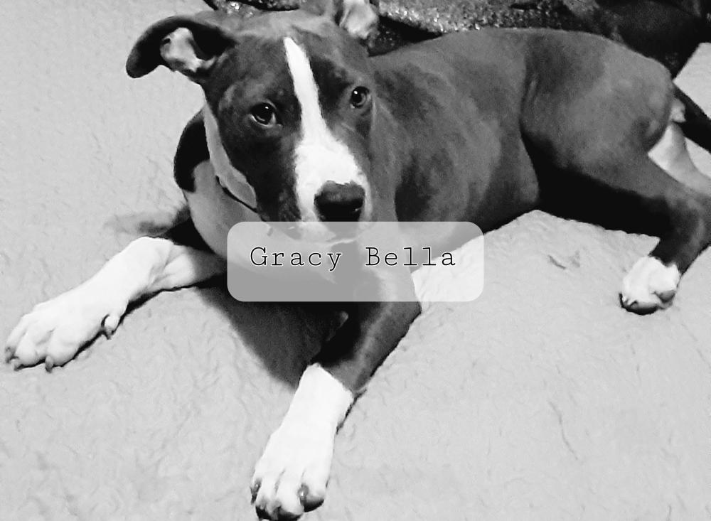 Image of Gracie Bella, Lost Dog