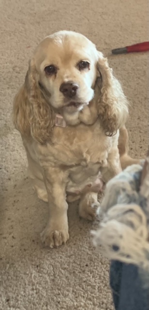 Image of Kloey, Lost Dog
