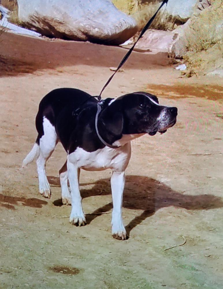 Image of Dapper, Lost Dog