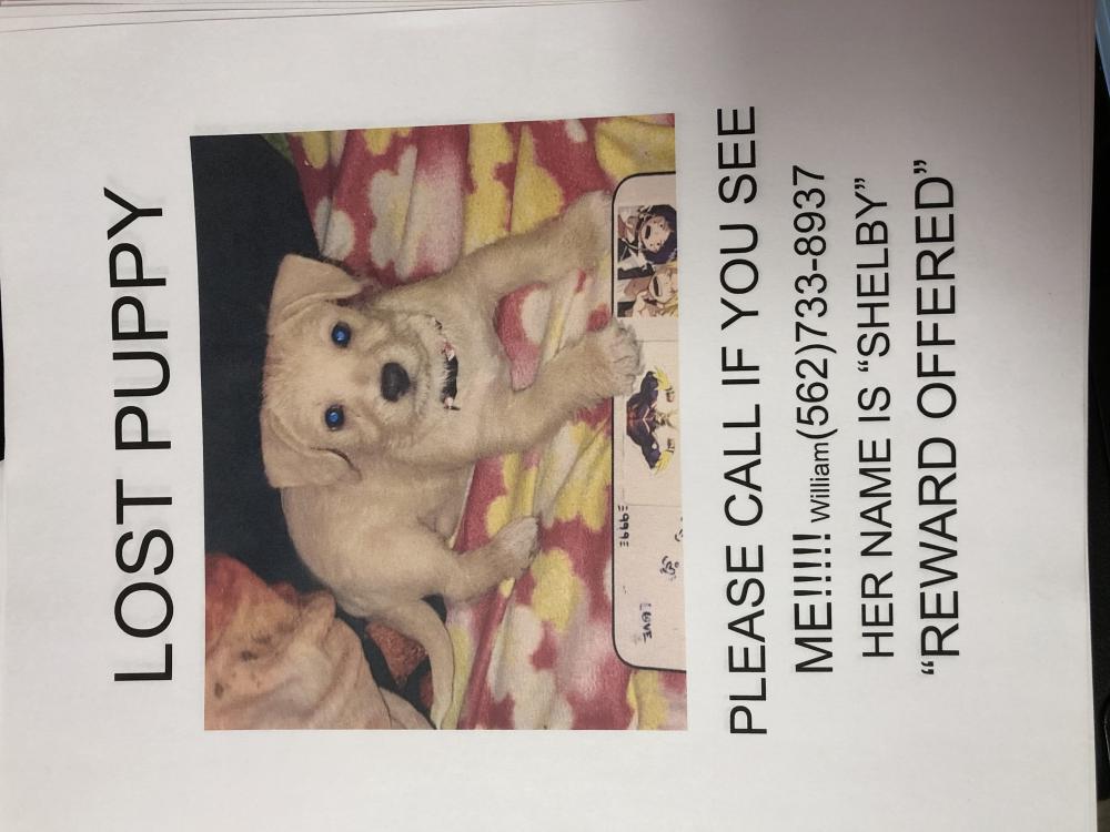 Image of Shelby, Lost Dog