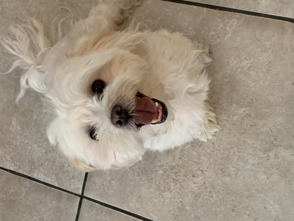 Image of Milo, Found Dog