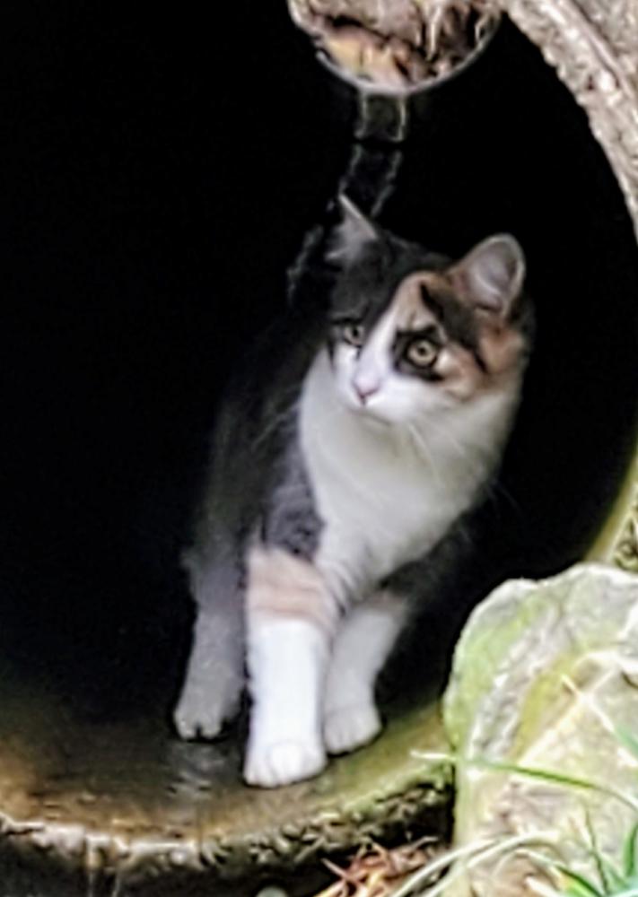 Image of Cali-Bean, Lost Cat