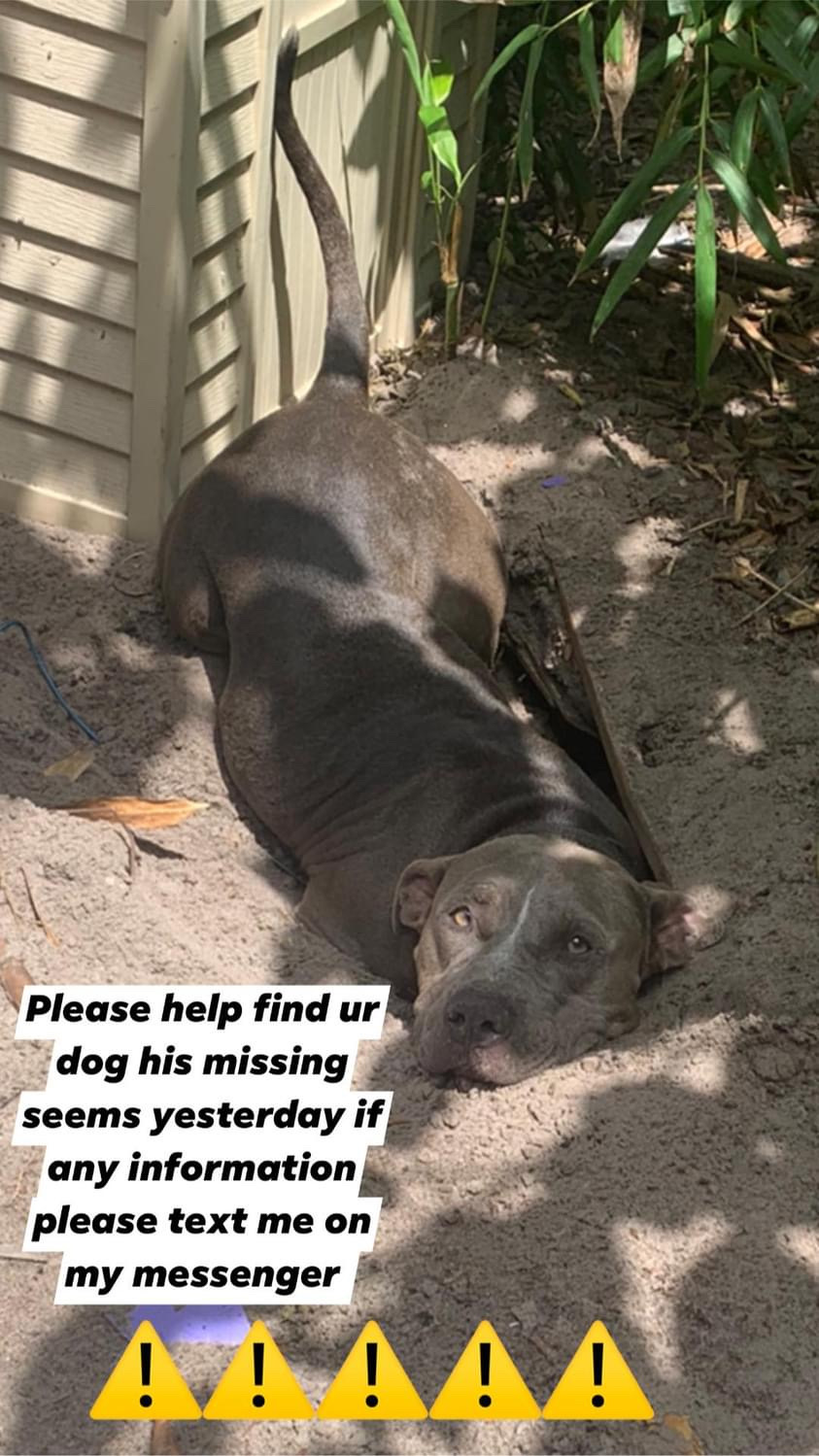 Image of Buzz, Lost Dog