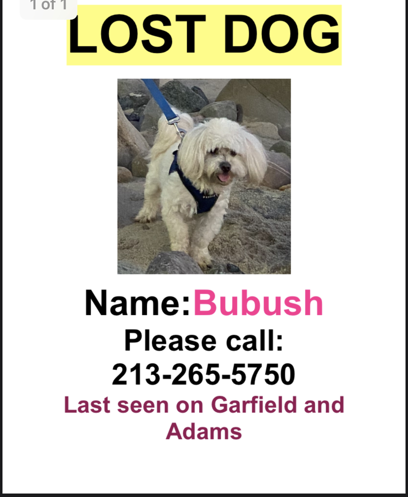 Image of Bubush, Lost Dog