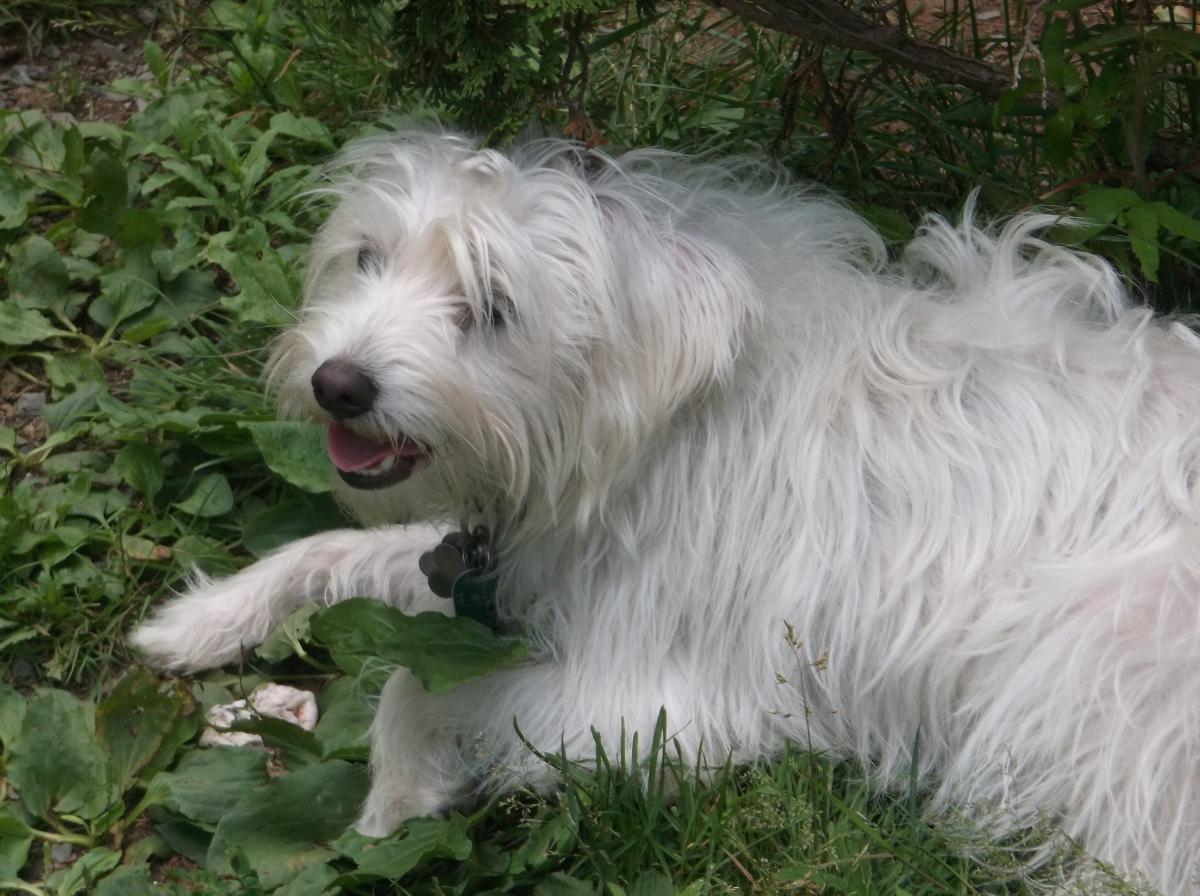 Image of Ninka, Lost Dog