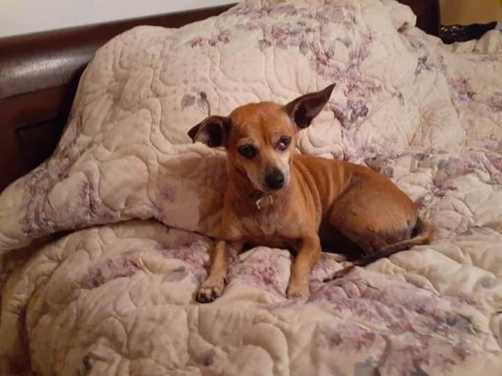 Image of Missy, Lost Dog