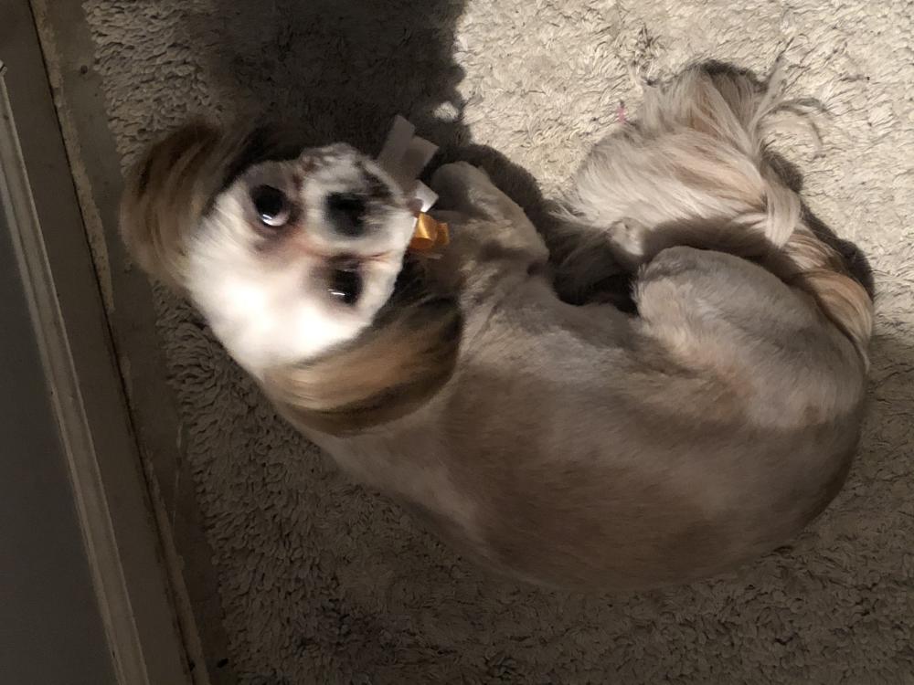 Image of Gizmo (Gizzie), Lost Dog